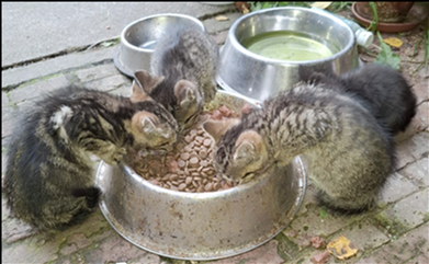 Pomozte bránit nechtěnému rozmnožování kočiček 